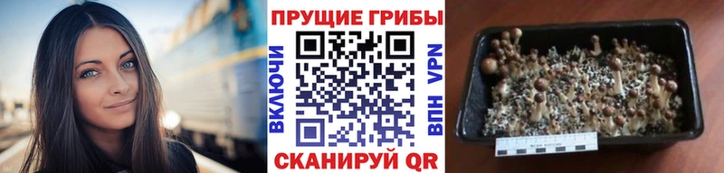 где купить наркоту Кингисепп Галлюциногенные грибы GOLDEN TEACHER